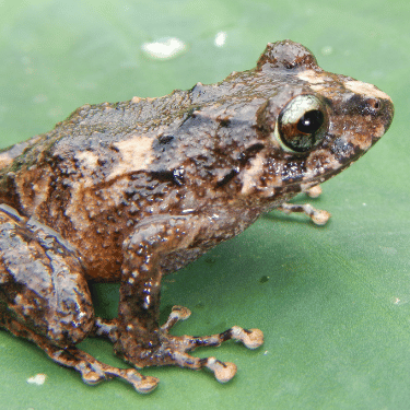 New Peruvian frog discovery by professor Edgar Lehr