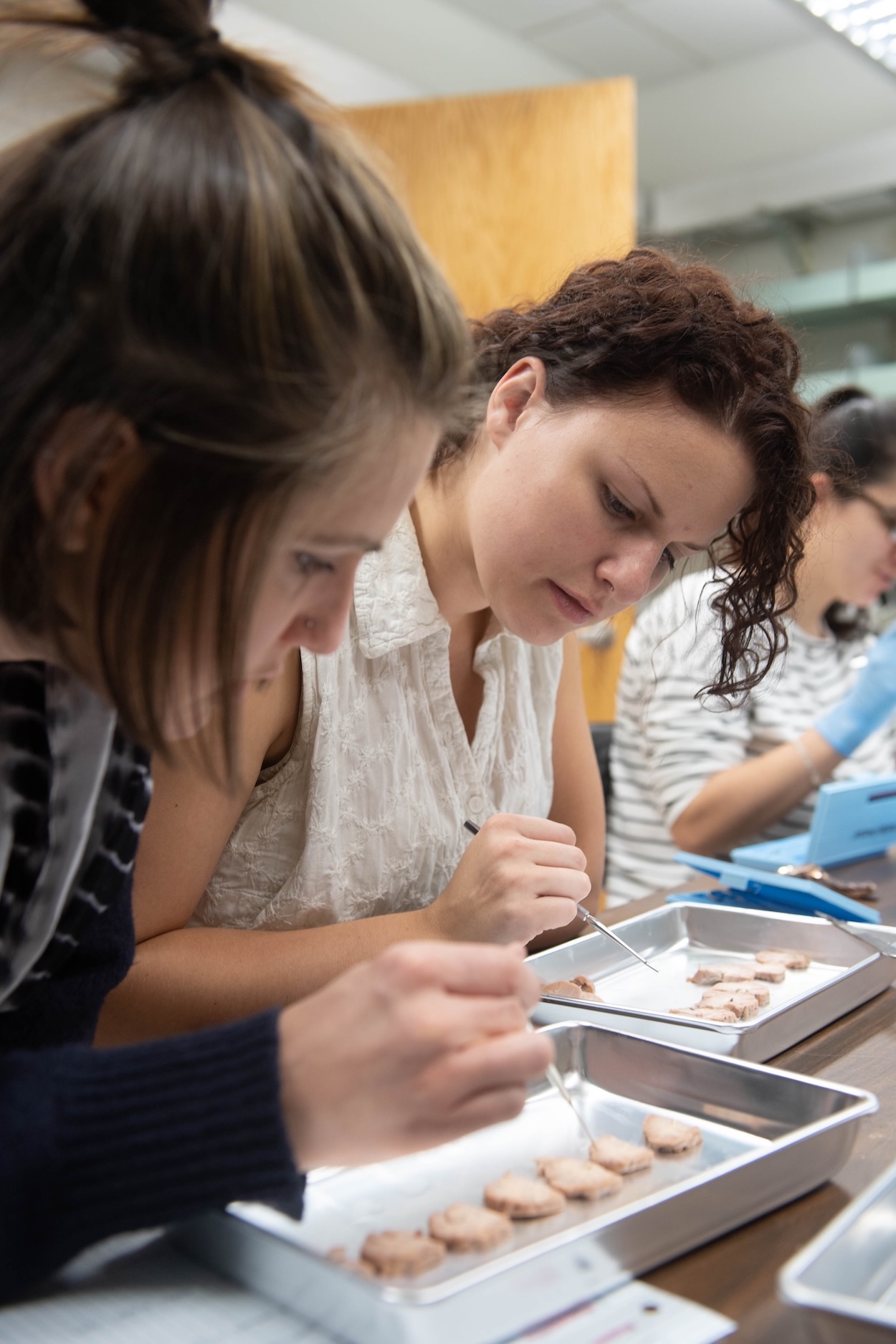 people working with pipettes on small objects on trays